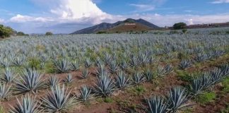 Tequileros y mezcaleros prevén afectaciones los próximos meses por coronavirus