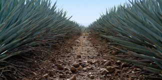 México celebrará por primera vez el Día Nacional del Tequila