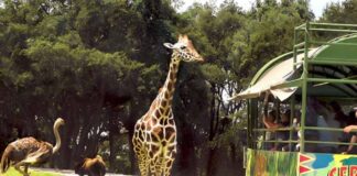 Pega Covid-19 a Bioparque Estrella, pide apoyo para animales