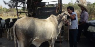 Ganaderos exigen instalación de baratillo en Etla