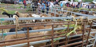 Pese a cancelación por Covid-19, instalan “baratillo” en Zimatlán