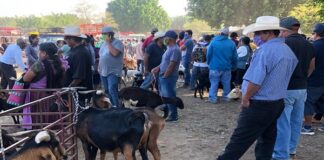 En semáforo rojo, abrirán baratillo en San Antonino Castillo Velasco