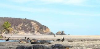 Cocodrilos ‘recuperan’ playas en Oaxaca ante ausencia de humanos por cuarentena