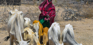 Coronavirus puede duplicar hambre extrema: ONU