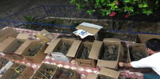 Liberan 130 ejemplares de iguana verde en Oaxaca