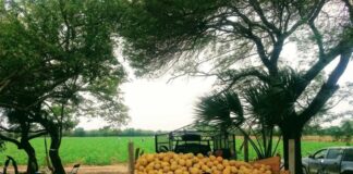 Coronavirus afecta a productores de melón en Oaxaca Melones