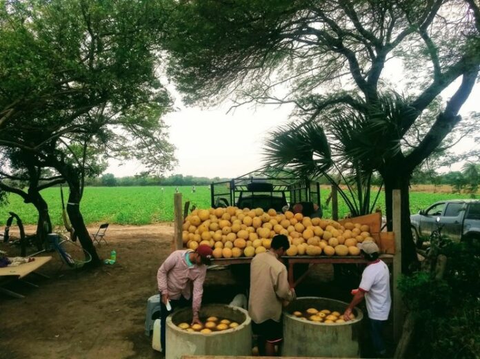 Melones
