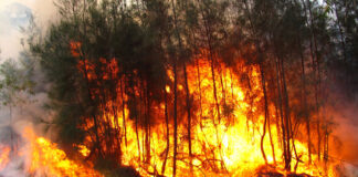 Incendio en la región mixteca deja seis muertos y varios desaparecidos