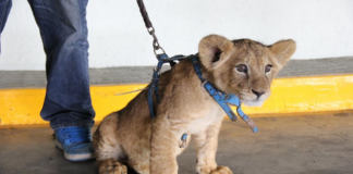 Asegura GN león cachorro en Aeropuerto de Oaxaca