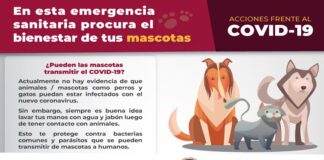 Exhorta Ayuntamiento a procurar el bienestar animal en emergencia sanitaria