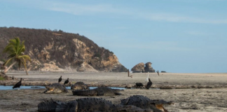 Cocodrilos gigantes aprovechan pandemia para regresar a playas en México