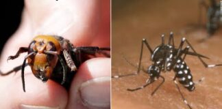 Los ‘avispones asesinos’ no son los bichos de los que deberías preocuparte, sino estos