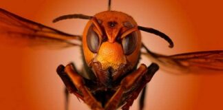 ¿Qué son los avispones asesinos, representan un peligro para los humanos?