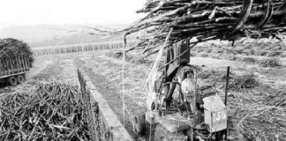 Se mantiene acuerdo que garantiza acceso de azúcar mexicana a EU