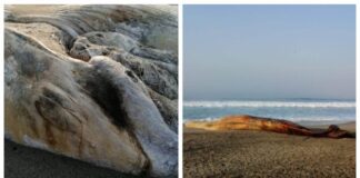 Hallan a ballena muerta en playa de Oaxaca