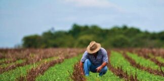 Estiman pérdida de empleos del 20% en el campo