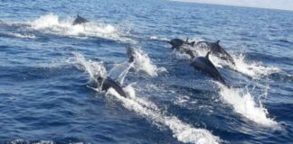 Cientos de delfines son captados jugando en las costas de Oaxaca