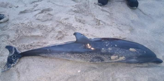 Encuentran delfín muerto en playa de Oaxaca