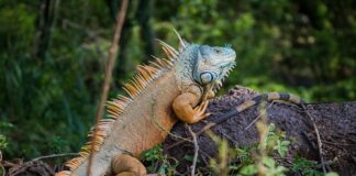 Diversidad biológica, el gran tesoro de Oaxaca: Semaedeso