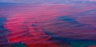 Detecta PEMEX “marea roja” cerca de Terminal en Salina Cruz