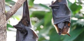 Suman 4 ataques de murciélago durante los últimos 10 años en Oaxaca