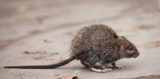 Las ratas están infectando a los humanos con hepatitis, y nadie sabe cómo