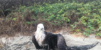 Rescatan dos aves Bobo con lesiones en Puerto escondido