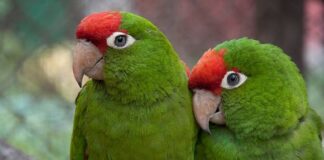 En Oaxaca, Guardia Nacional rescata ejemplares de loro de cabeza roja