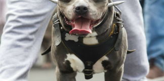 Perro pitbull asesina a menor de edad en el Istmo