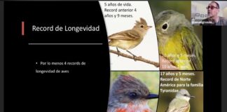 Oaxaca, sitio privilegiado para el monitoreo y estudio de aves: Semaedeso