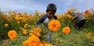 En México, 63% de niños y niñas sufren violencia infantil