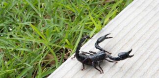 Alerta IMSS sobre aumento de picaduras de alacrán ante los cambios climáticos