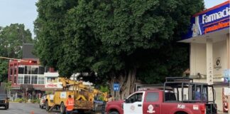 Ayuntamiento de Oaxaca atiende arbolado urbano de la calzada Porfirio Díaz