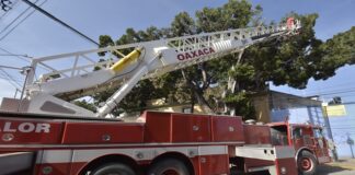 Retiran árbol en la Calzada Madero