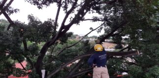 Dictamina Ayuntamiento de Oaxaca derribo de Laurel en Calzada Madero