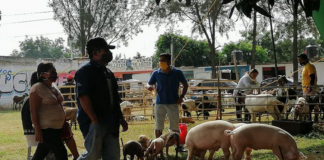 Zaachila “relaja” medidas vs COVID-19 y abre Baratillo