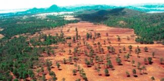 Ha perdido México más de 127 mil hectáreas de bosque