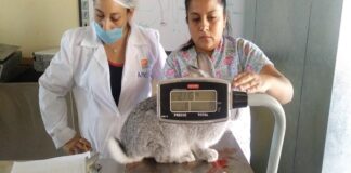 La UABJO oferta Maestría en Producción Animal