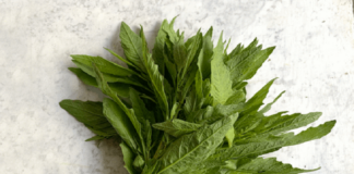 Se debe evitar consumo de epazote como antiparasitario: IMSS