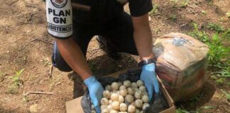 Asegura Fiscalía 24 mil huevos de tortuga en el Istmo