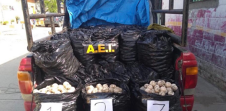 Asegura Fiscalía 25 mil huevos de tortuga en el Istmo