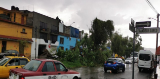 Fuerte lluvia en la capital oaxaqueña deja al menos 19 árboles derribados