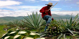 Sólo maestros del mezcal logran dar brillo a perlas espumosas