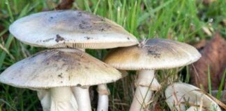 Recomienda IMSS no ingerir hongos o setas silvestres