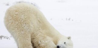 Casi todos los osos polares podrían extinguirse antes de 2100, advierte estudio