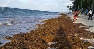 Prevén arribo de toneladas de sargazo al Caribe mexicano
