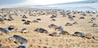 Arriban más de 15 mil tortugas a Playa Escobilla