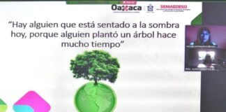 Capacita Semaedeso virtualmente en materia de arbolado urbano