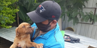 Oaxaca cumple 20 años sin Rabia Humana por mordedura de perro: SSO
