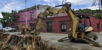 Concluye Ayuntamiento de Oaxaca extracción de raíz de laurel afectado por las lluvias